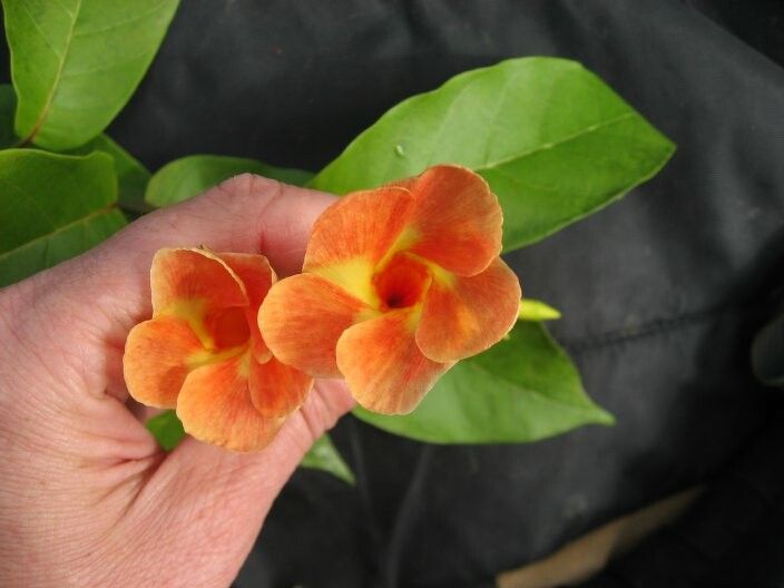 Odontadenia verrucosa — houseplant care guide