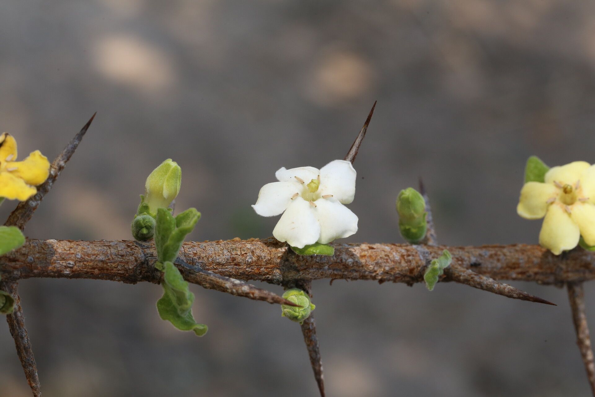 Catunaregam taylorii flower