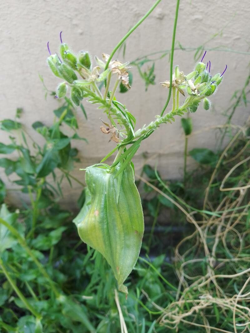 Tinantia erecta leaf