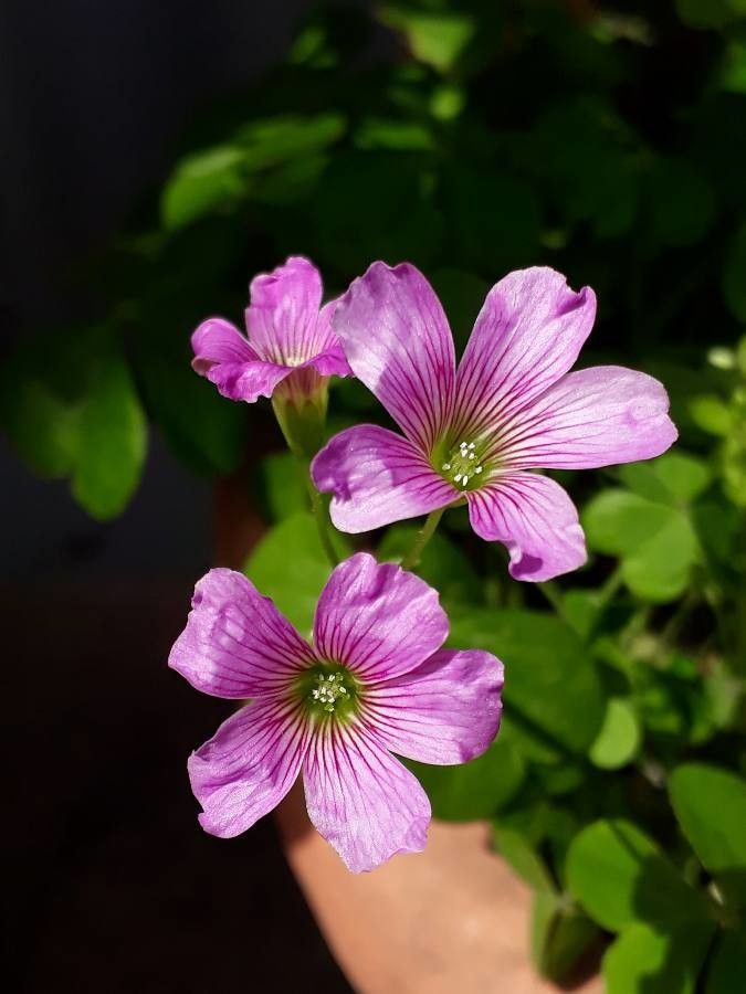 Oxalis spp. — houseplant care guide