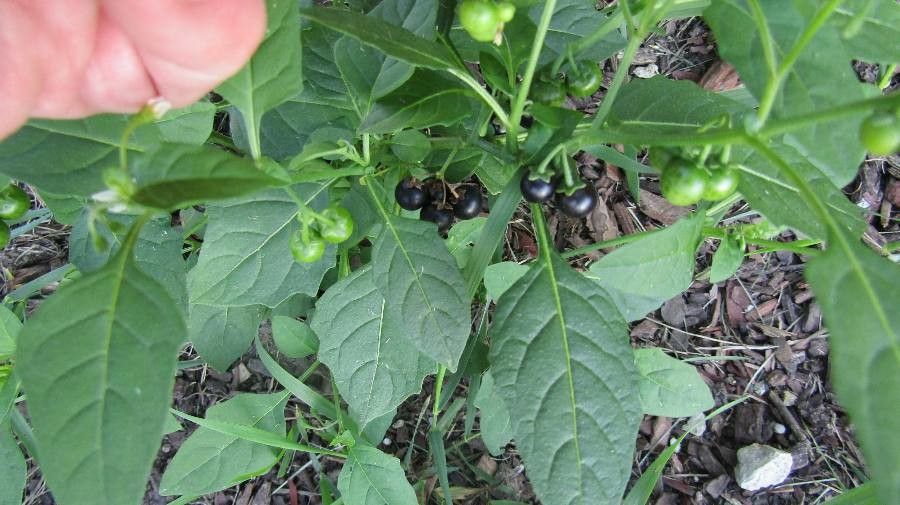 Solanum ptycanthum leaf