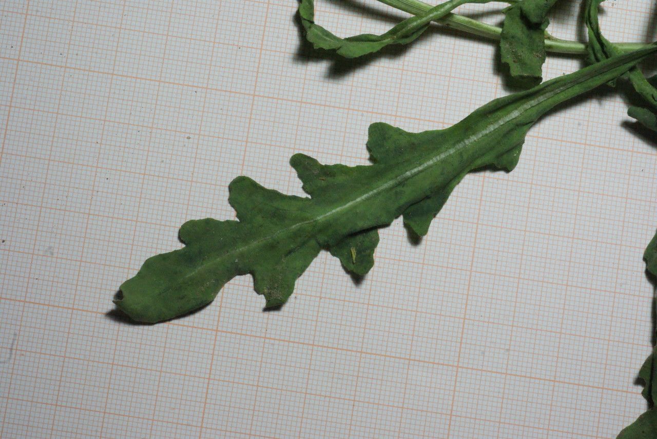 Diplotaxis simplex leaf