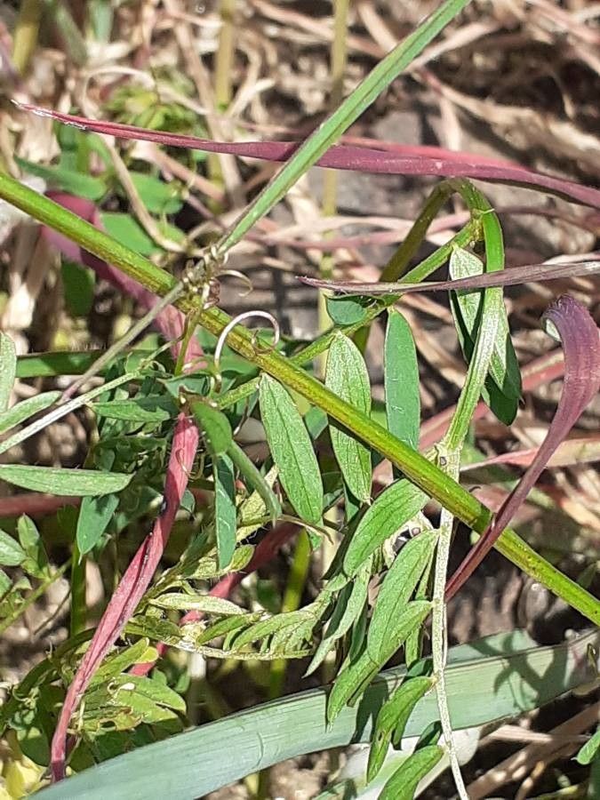 Vicia lutea — search result for 'Vicia'