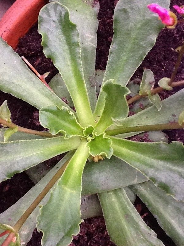 Lewisia congdonii — search result for 'Montiaceae'