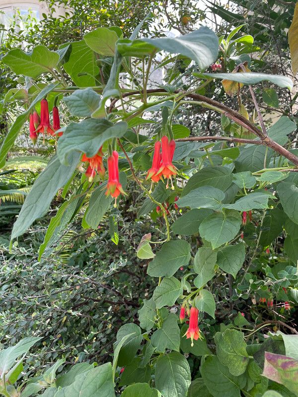 Fuchsia fulgens leaf