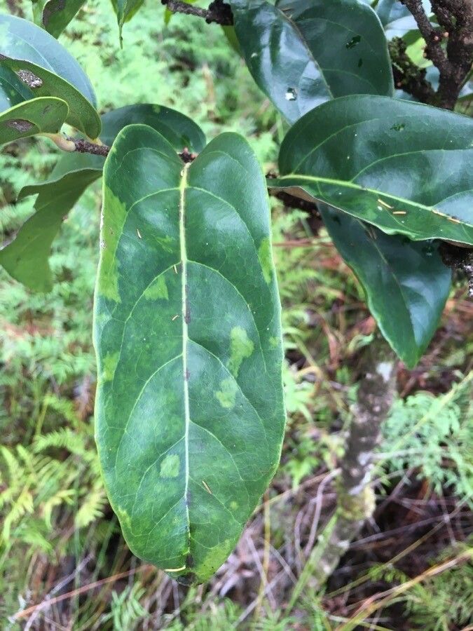 Casearia silvana — houseplant care guide