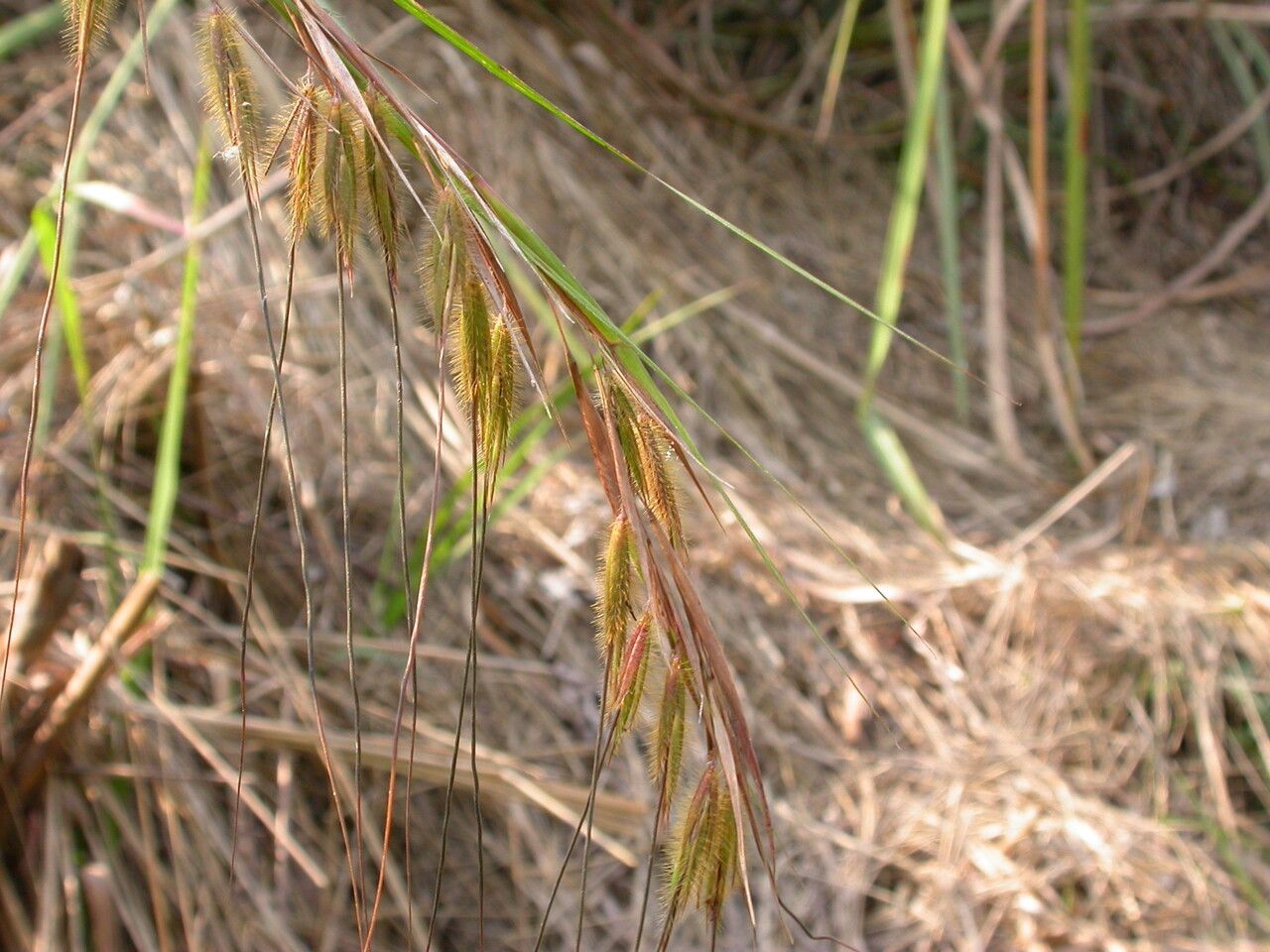 Themeda arundinacea habit