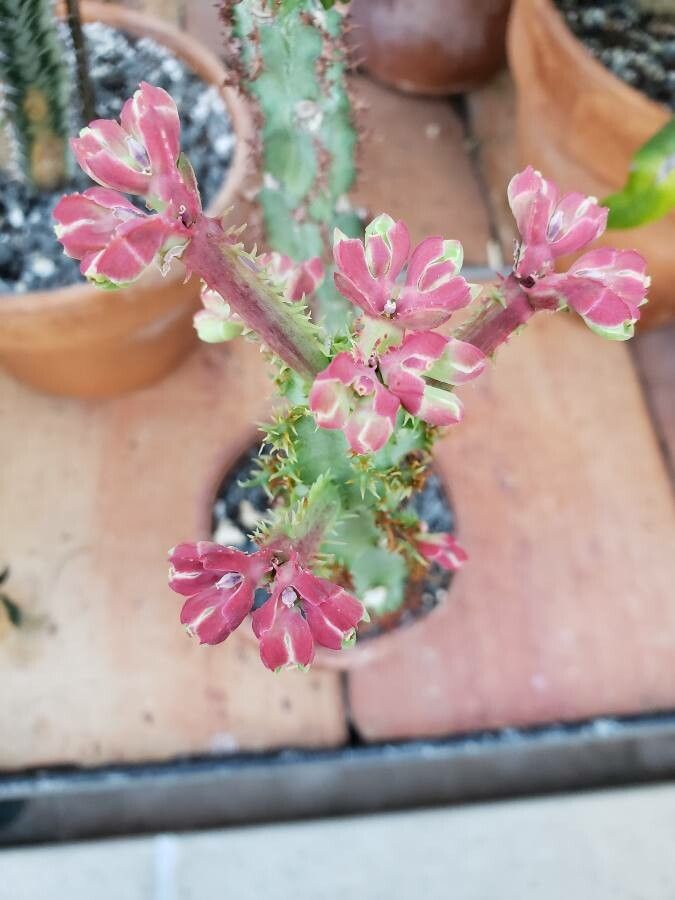 Euphorbia magnifica flower