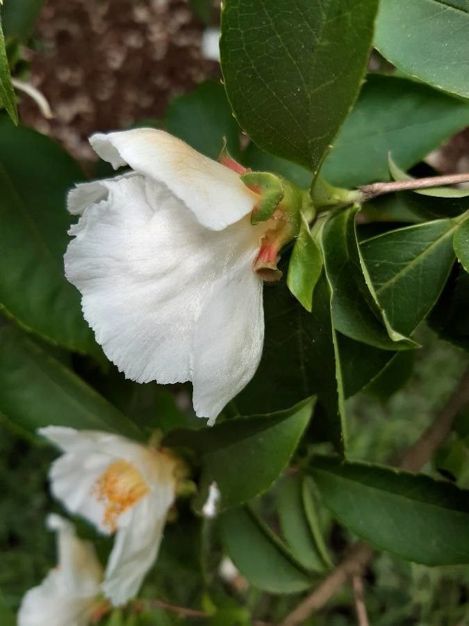 Stewartia rostrata flower