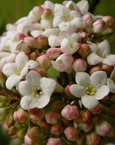 Viburnum × carlcephalum flower