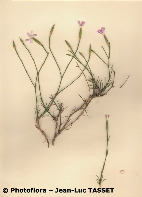 Dianthus charidemi habit