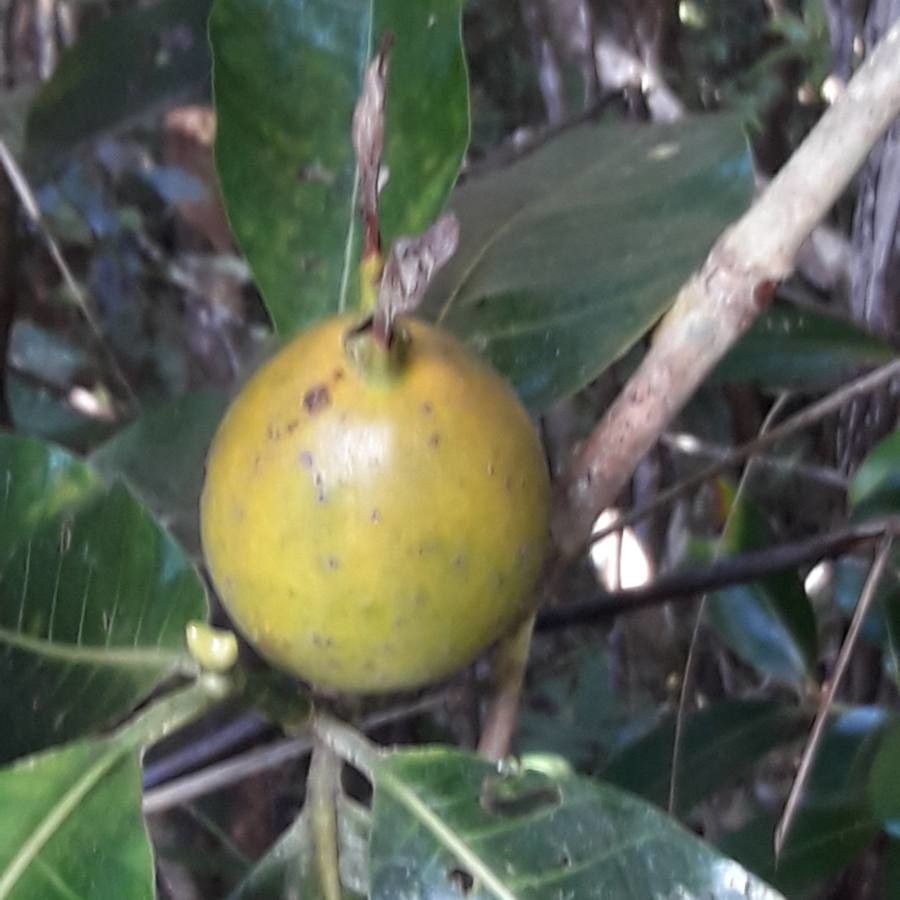 Gardenia oudiepe fruit