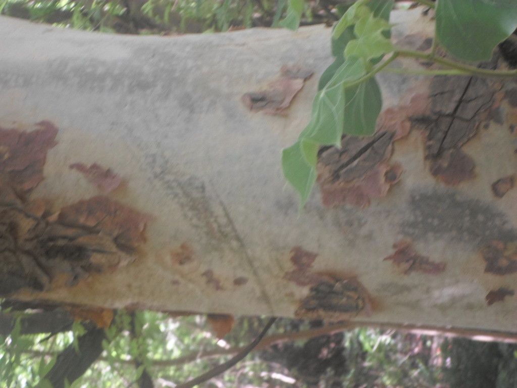 Sterculia setigera bark