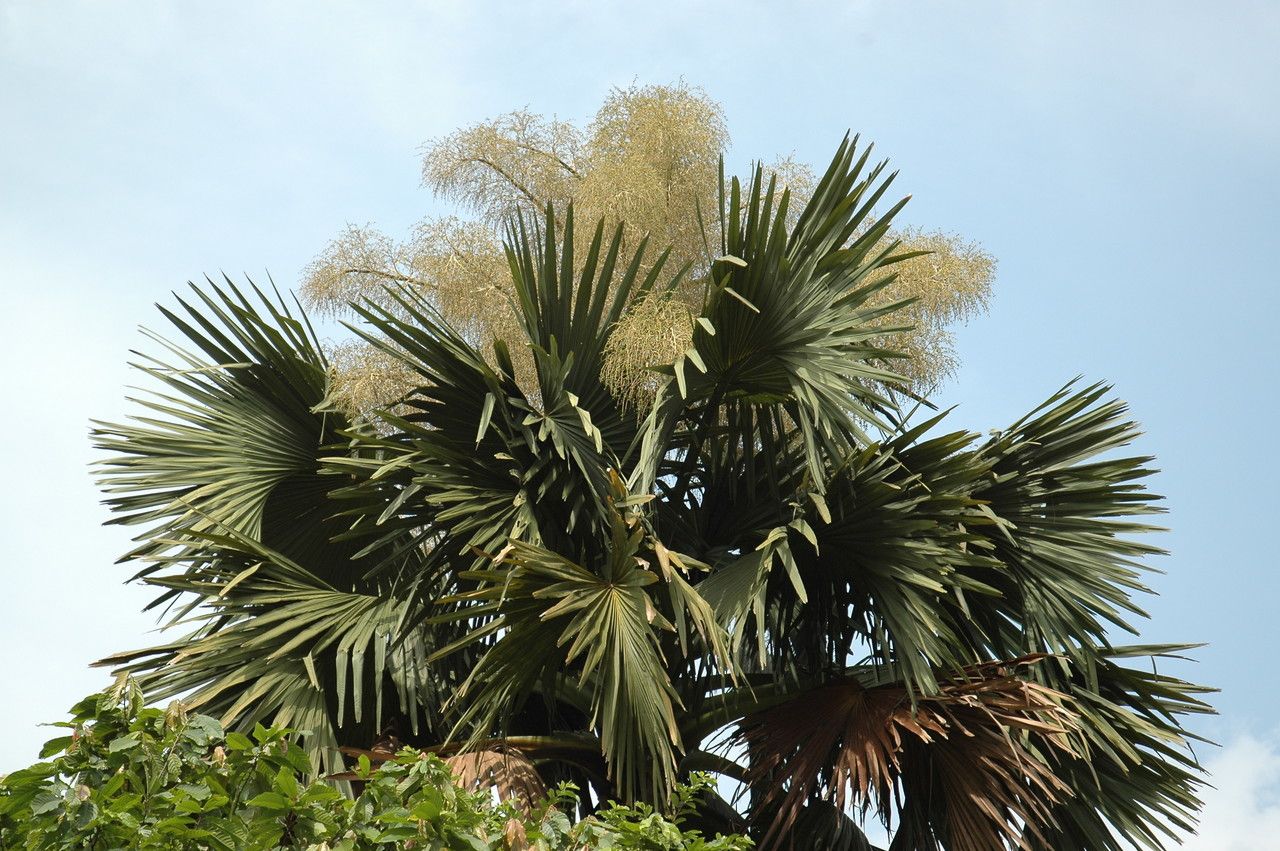 Corypha umbraculifera flower
