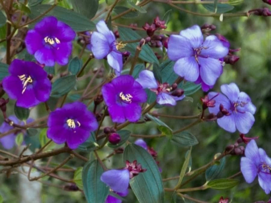 Tibouchina lepidota flower