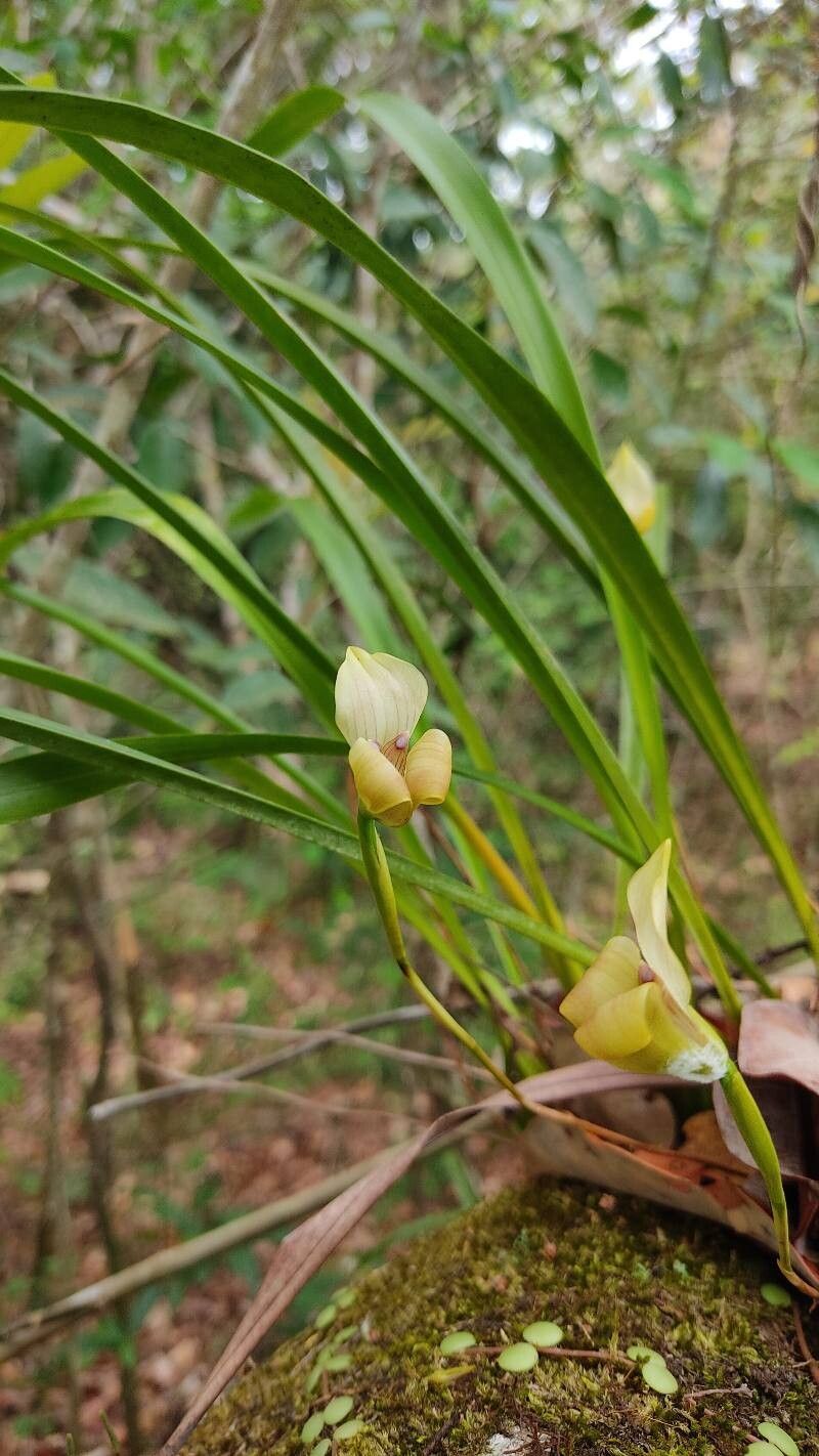 Maxillaria egertoniana flower