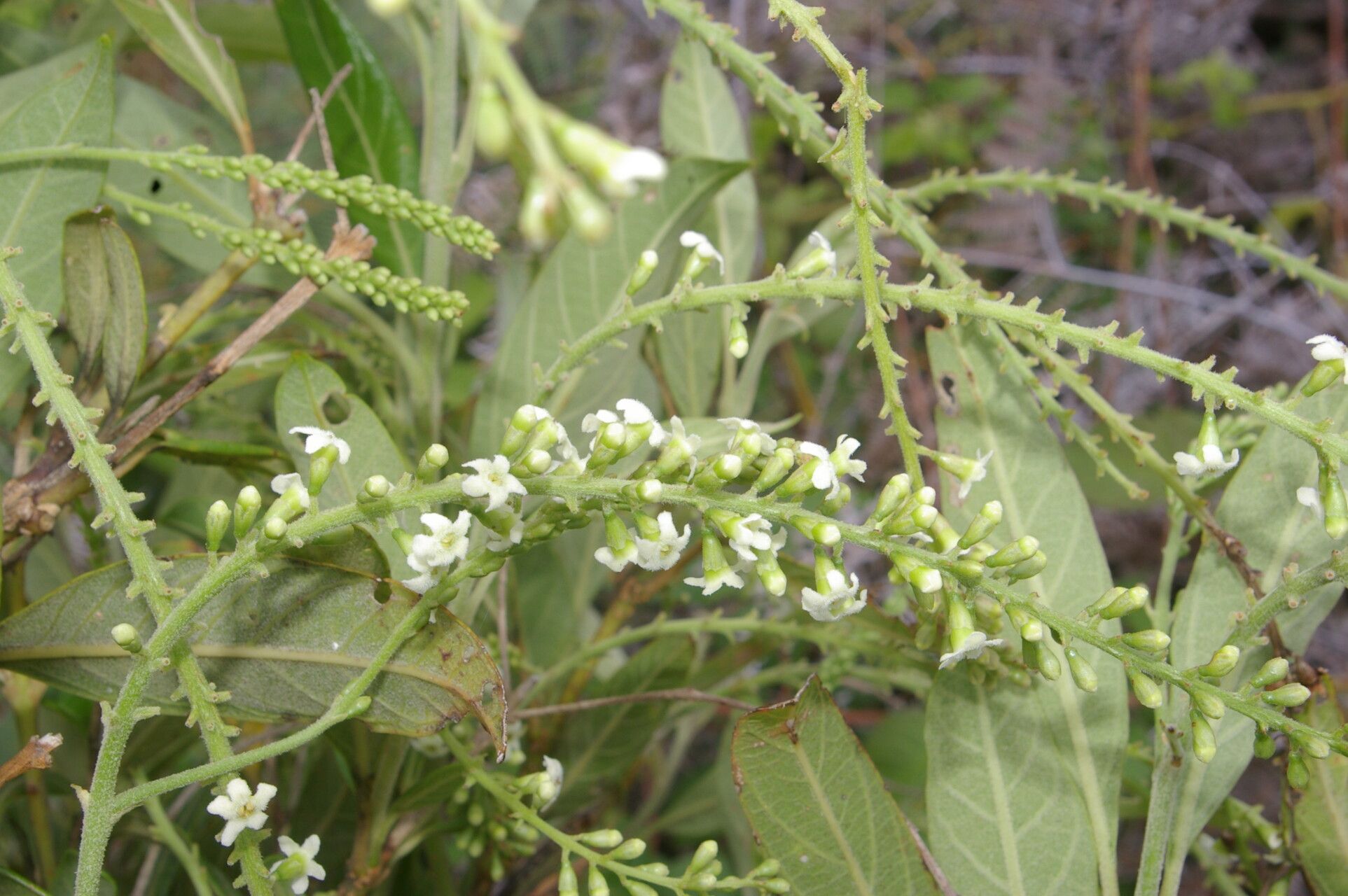 Citharexylum mocinnoi flower