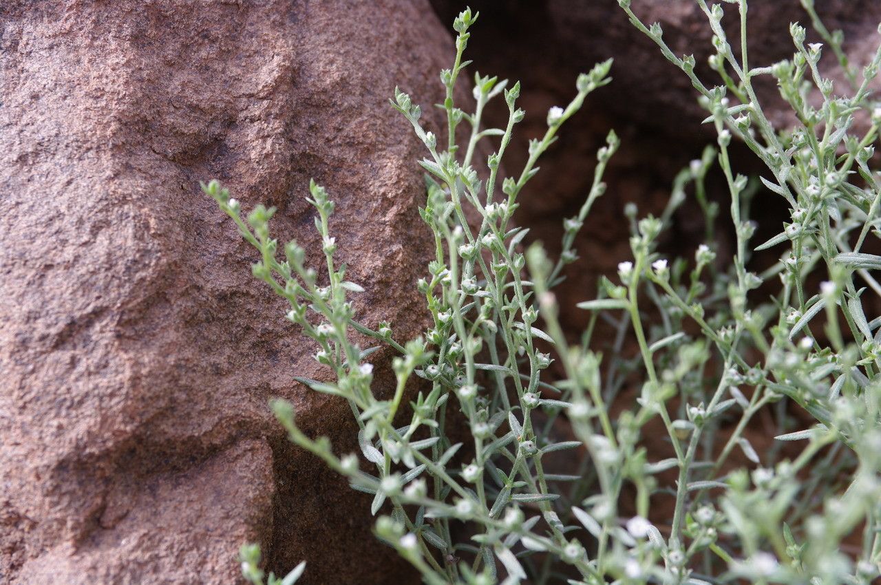 Euploca strigosa — search result for 'Euploca'