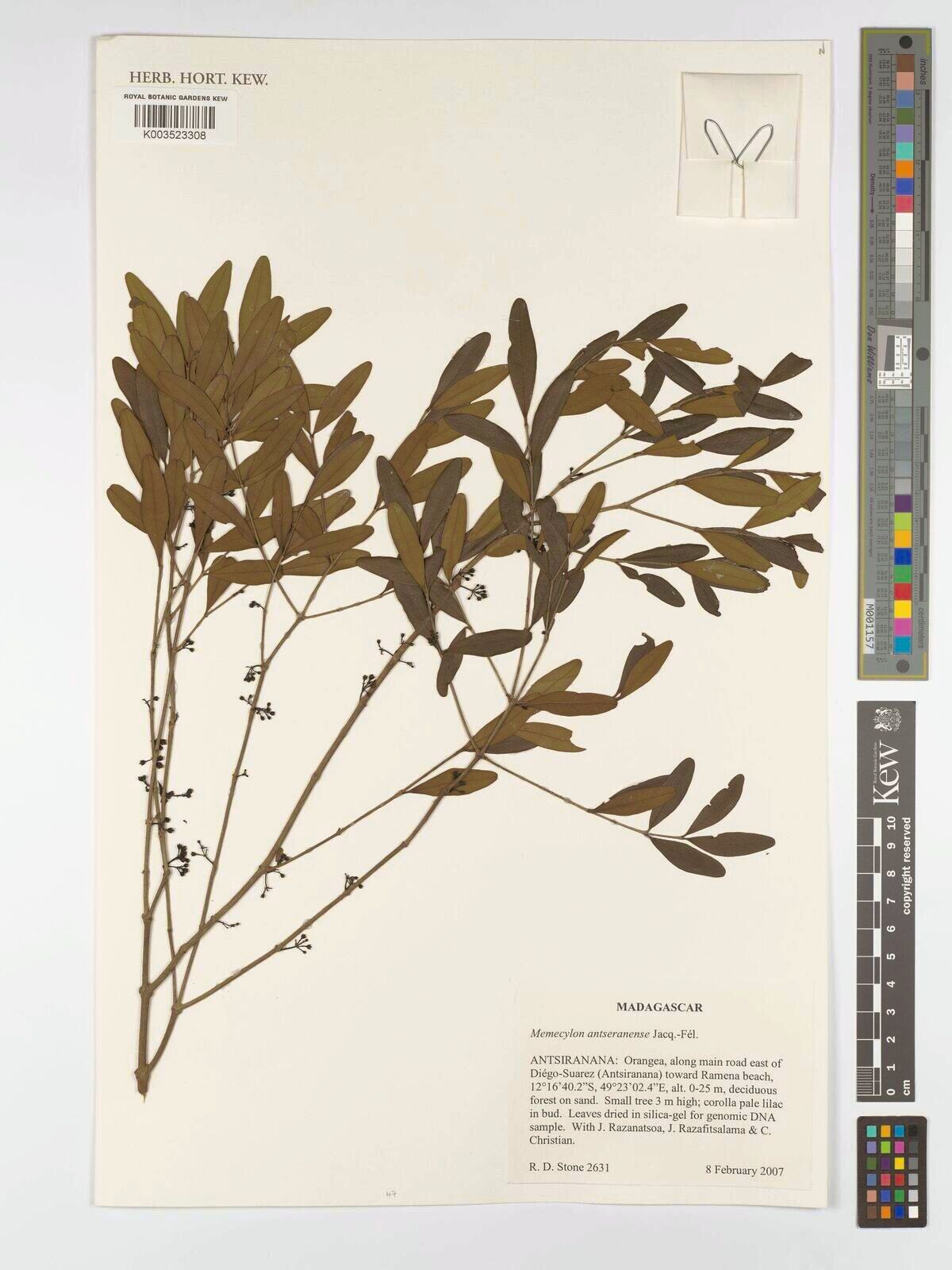 Memecylon antseranense — search result for 'Memecylon'