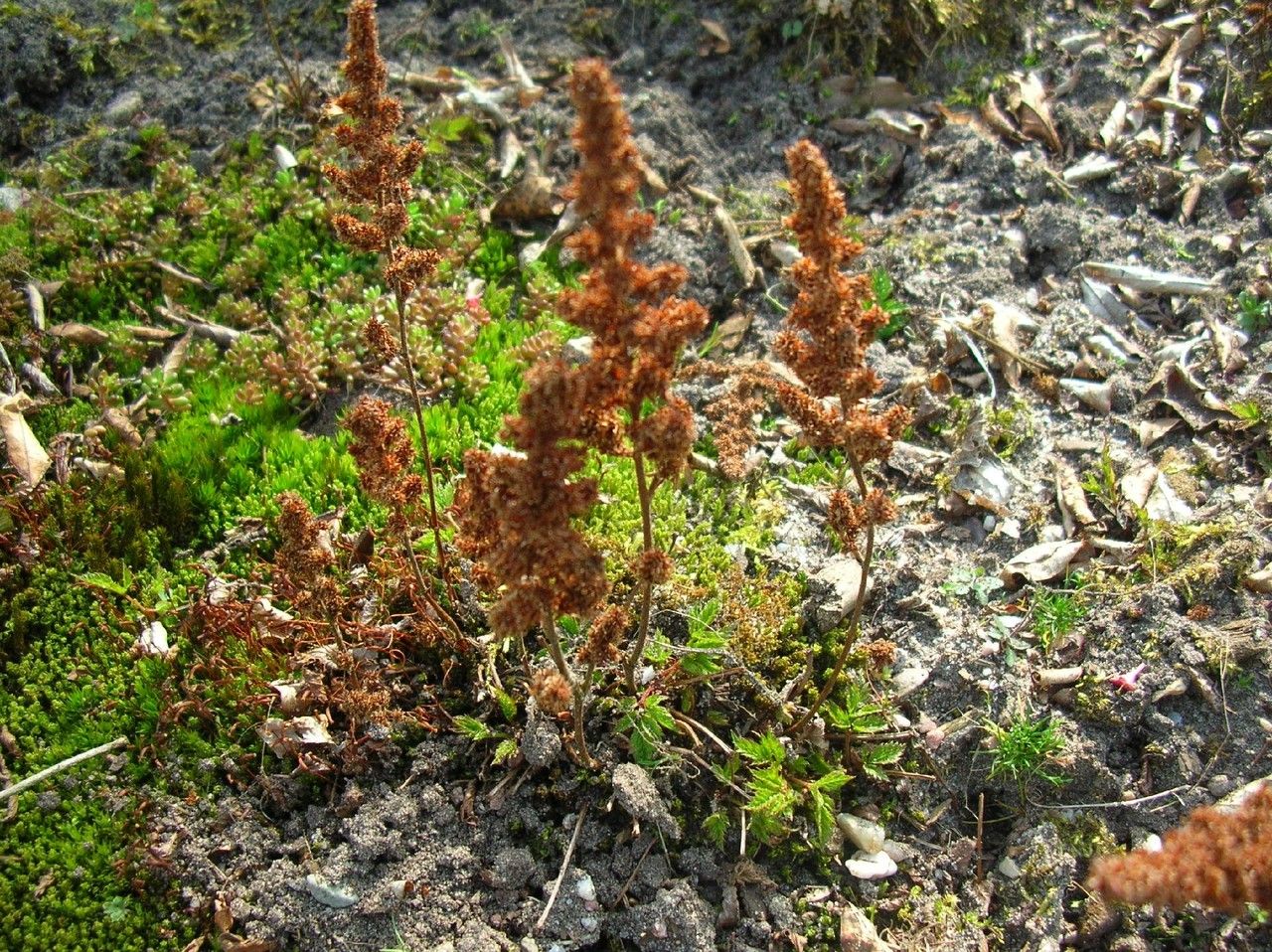Astilbe simplicifolia habit