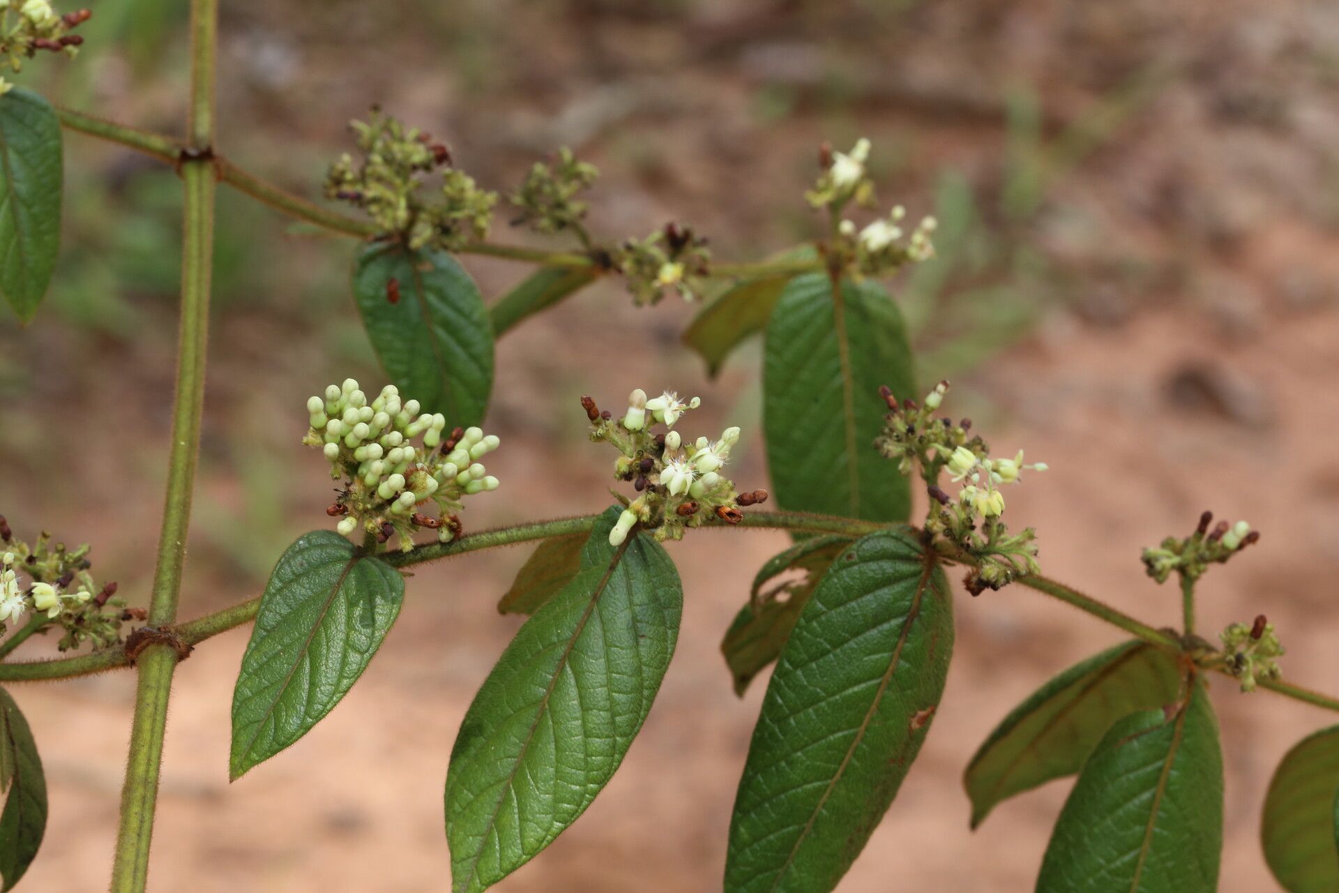 Keetia gueinzii flower