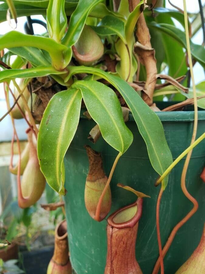 Nepenthes alata