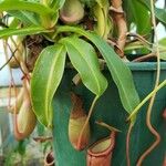 Nepenthes alata