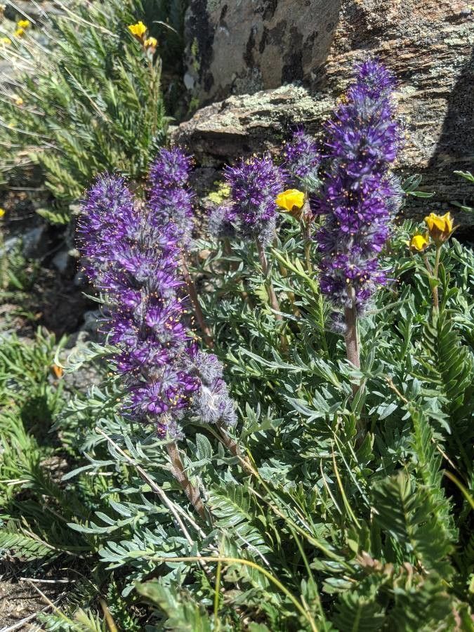 Phacelia sericea flower