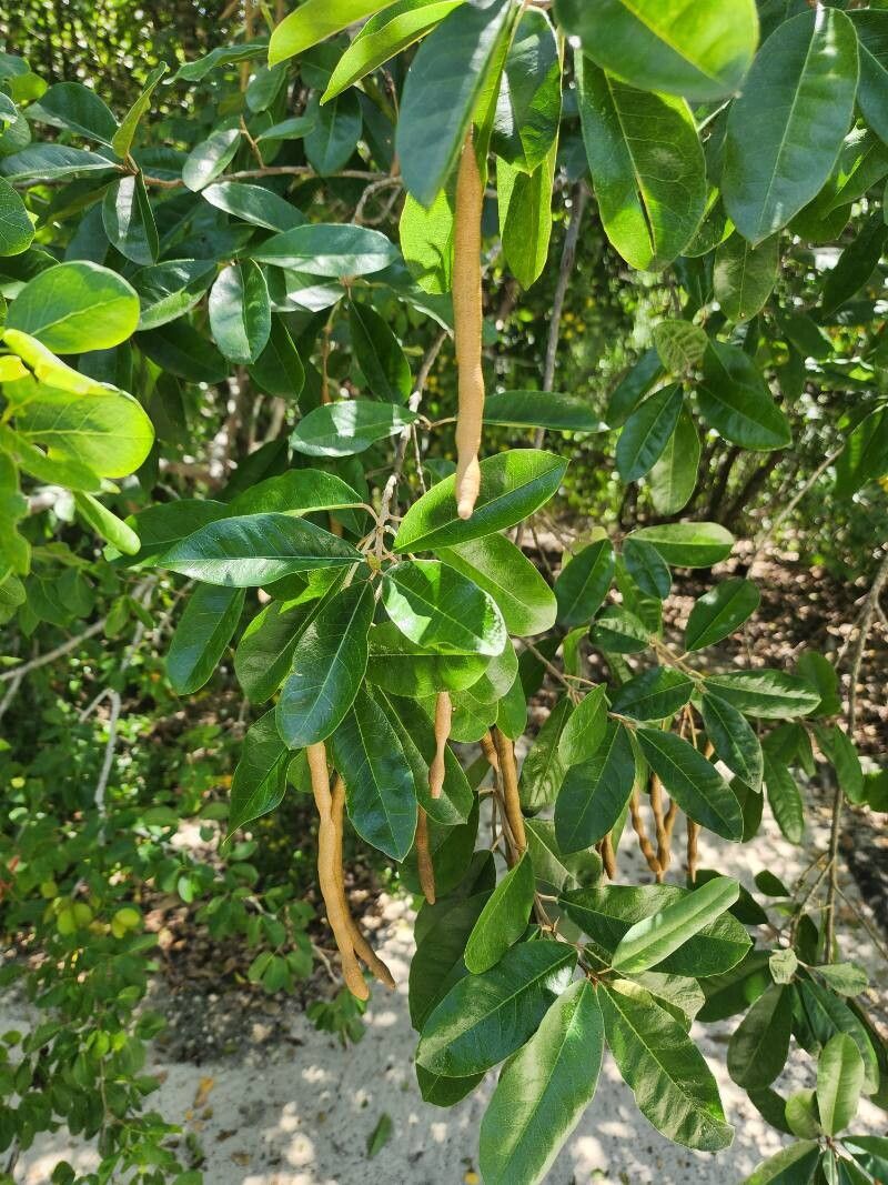 Morisonia indica fruit