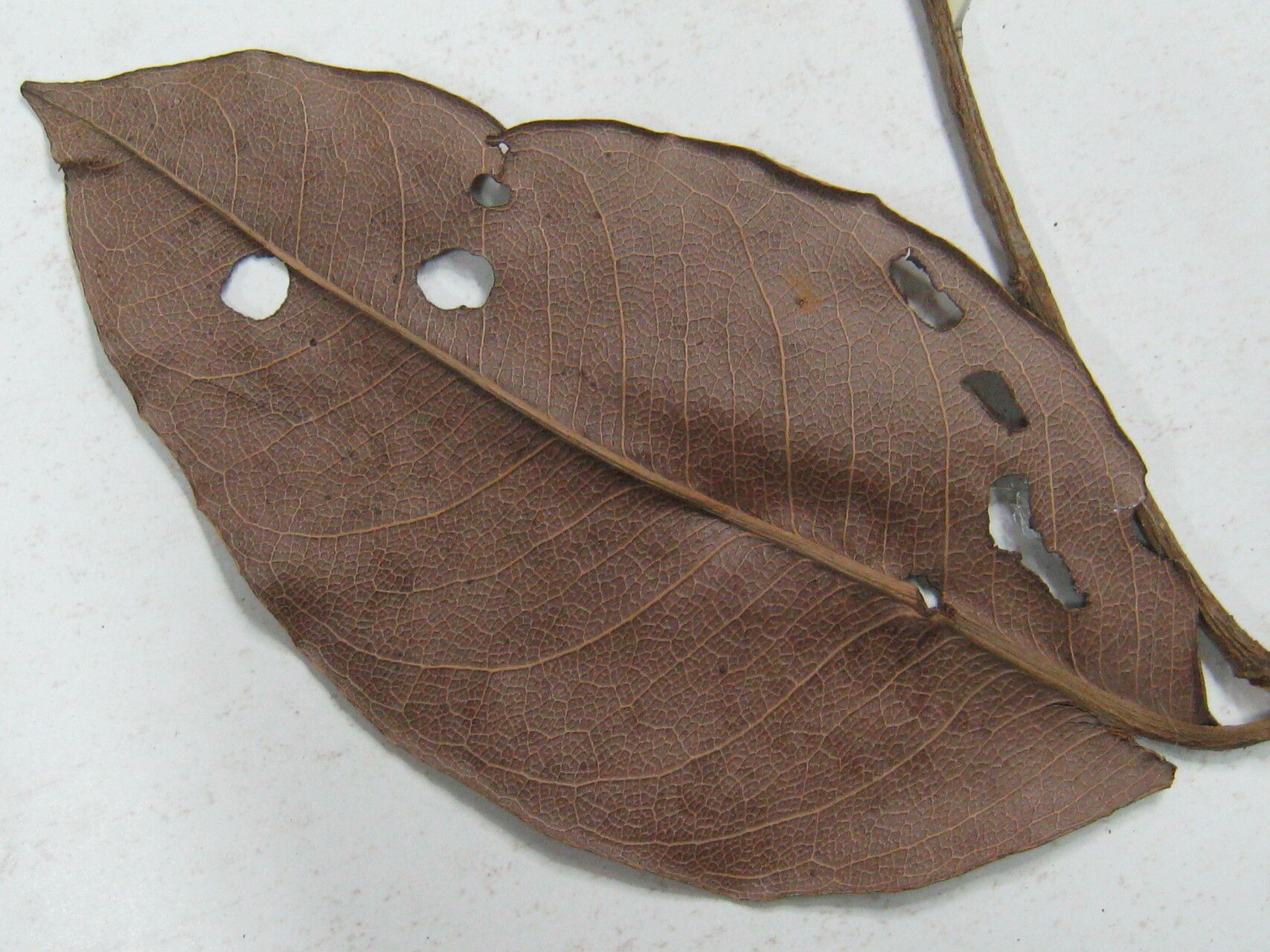 Lecythis corrugata — related species from the same genus