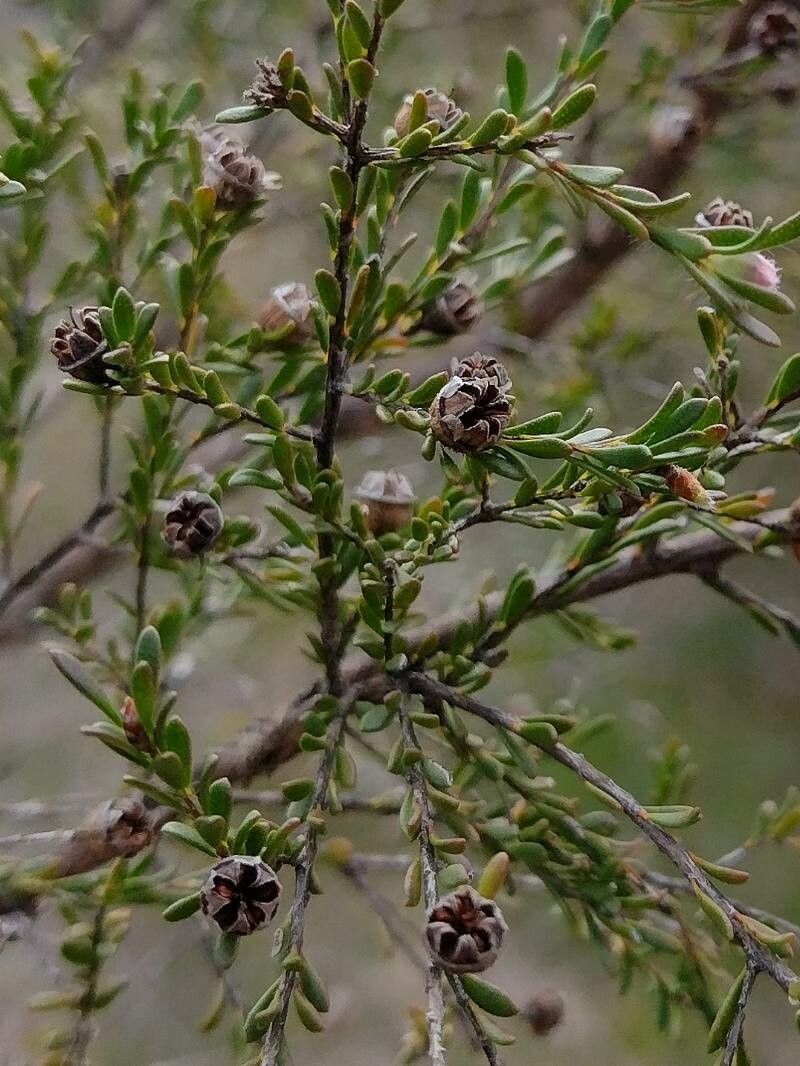 Leptospermum parvifolium fruit