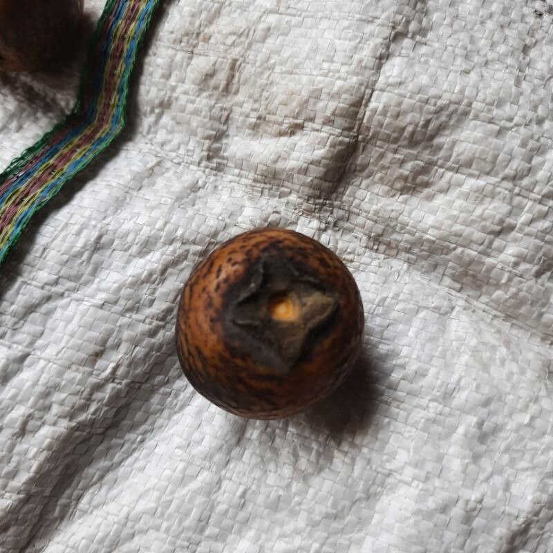 Diospyros melanoxylon fruit