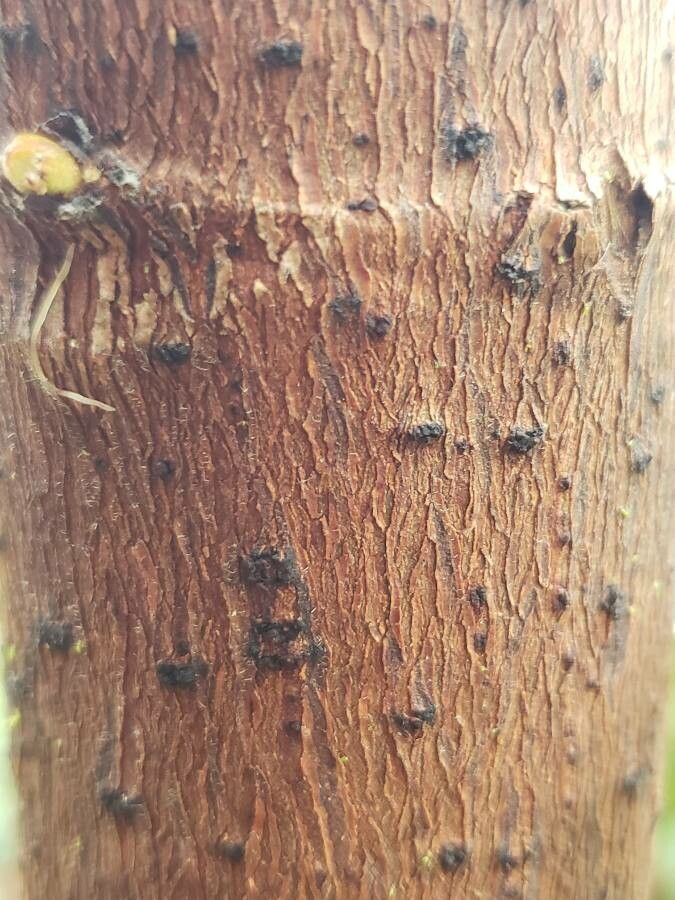 Cecropia palmata bark