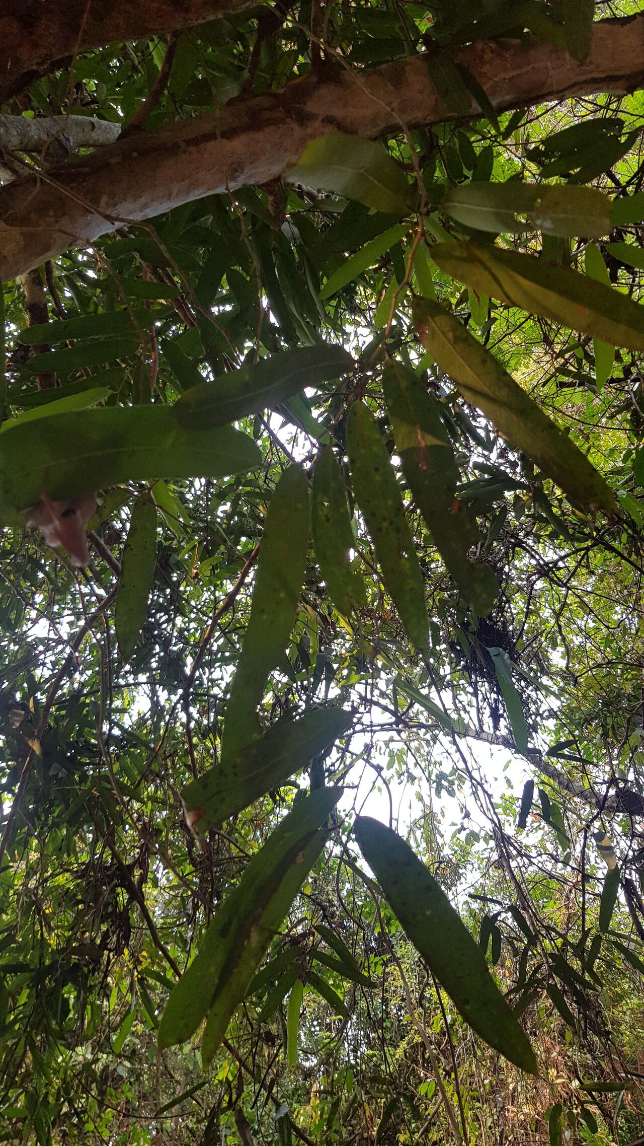 Hydnocarpus annamensis — related species from the same genus