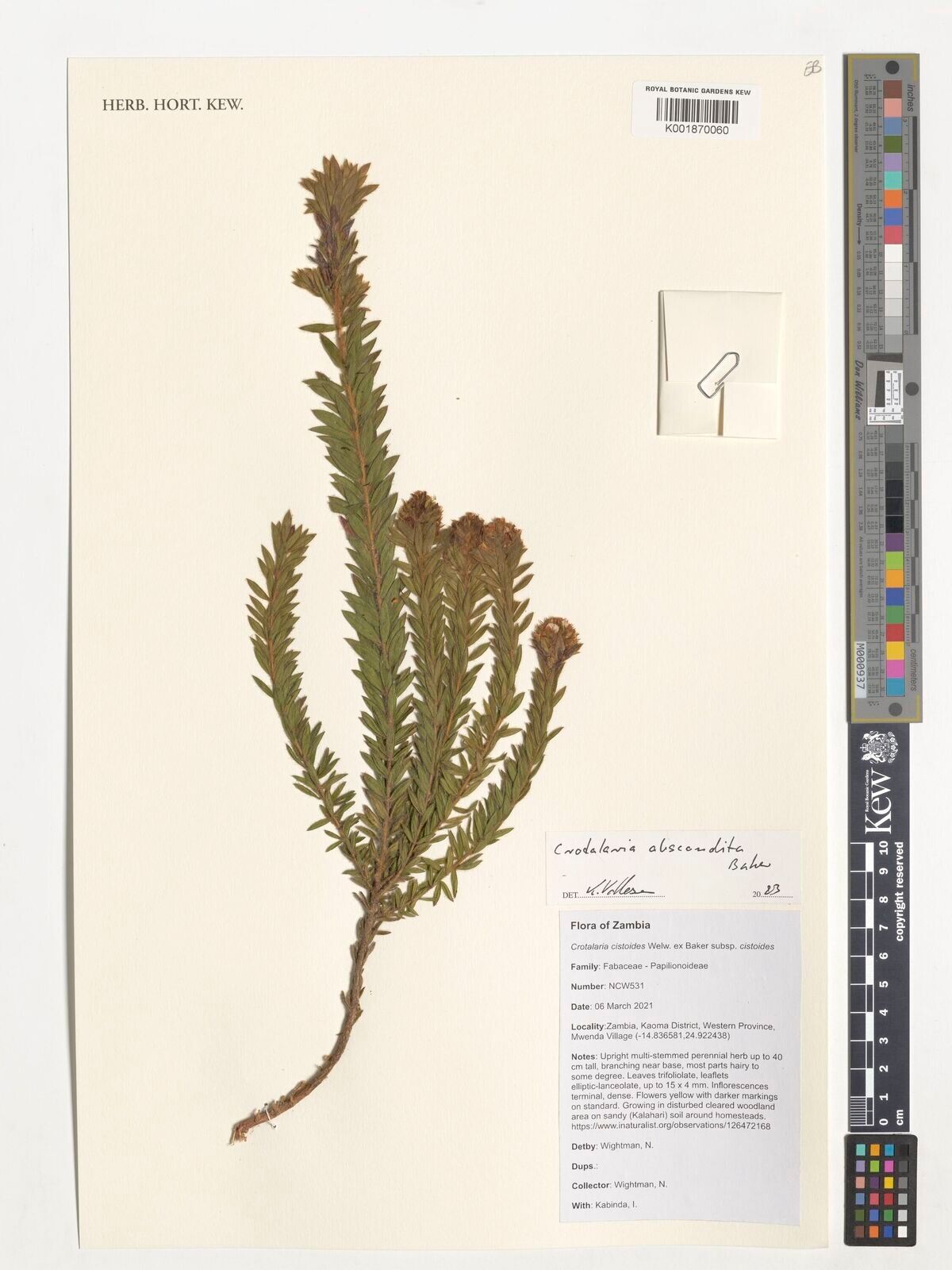 Crotalaria abscondita