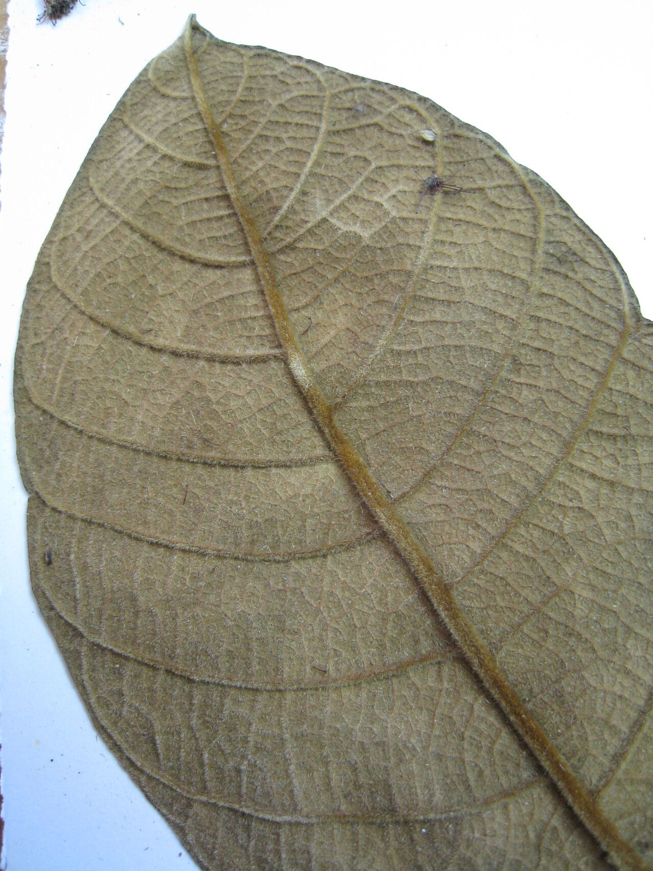 Hirtella glandulosa other