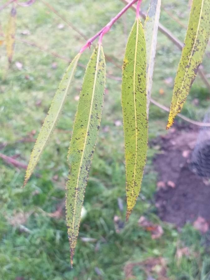 Salix × pendulina leaf