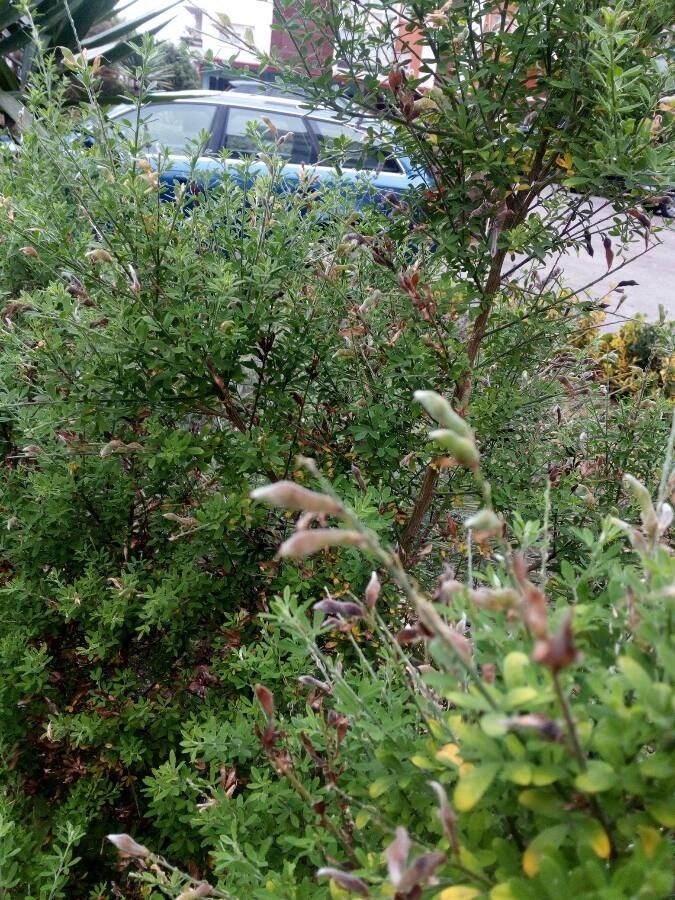 Cytisus villosus fruit