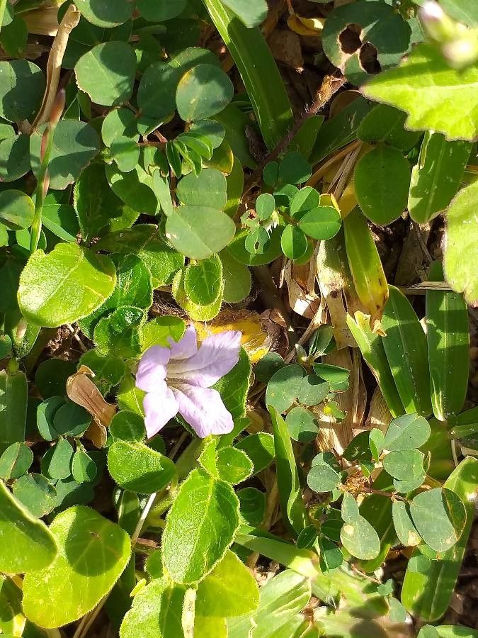 Ruellia patula flower