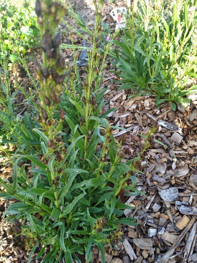 Penstemon laevis — search result for 'Penstemon'