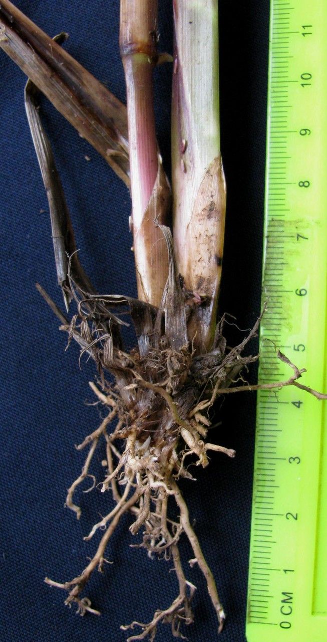 Axonopus micay — houseplant care guide