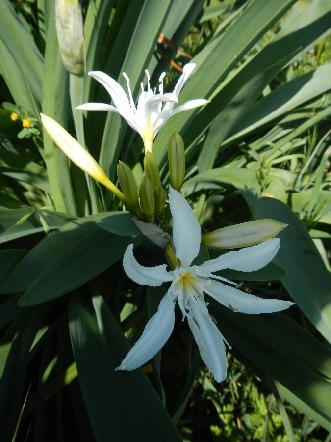 Pancratium illyricum flower