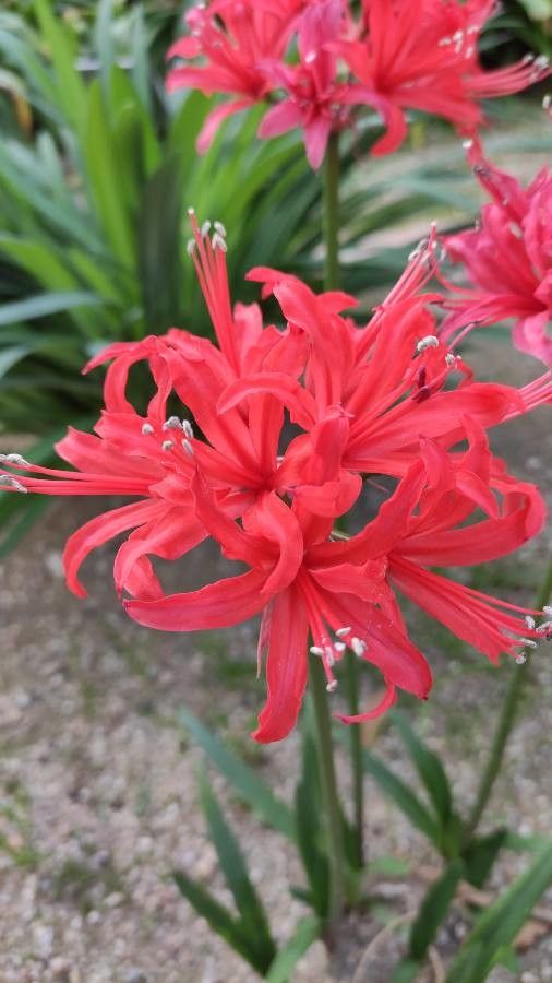 Nerine sarniensis flower