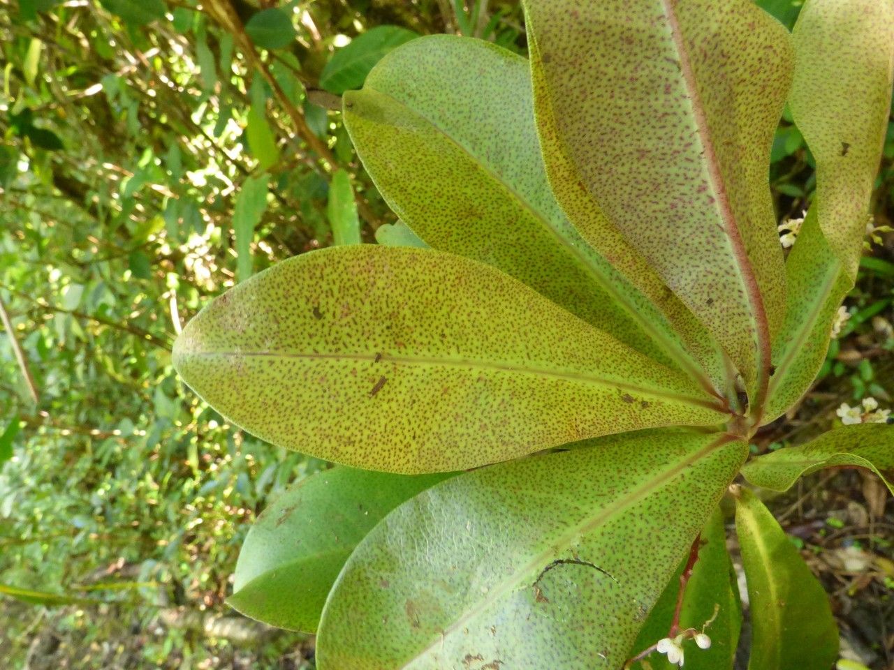 Badula barthesia — houseplant care guide