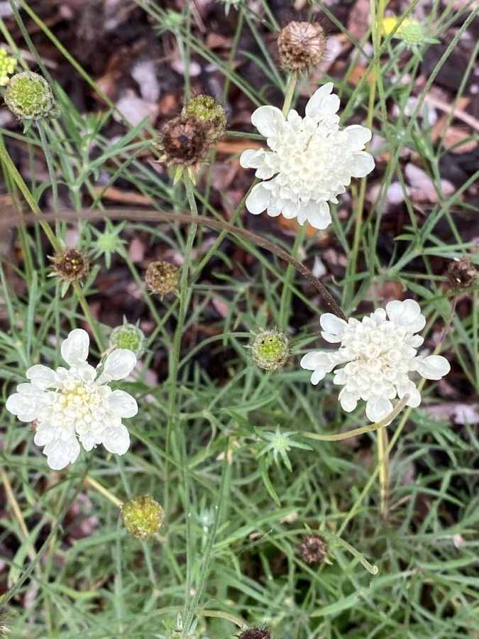 Scabiosa ochroleuca flower