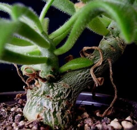 Tylecodon leucothrix bark