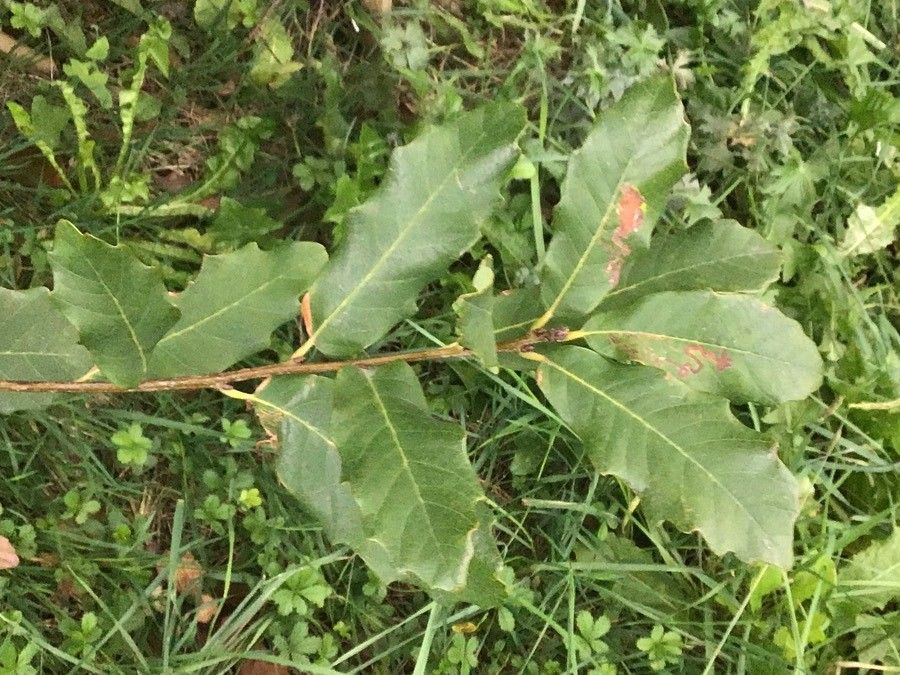 Quercus polymorpha leaf