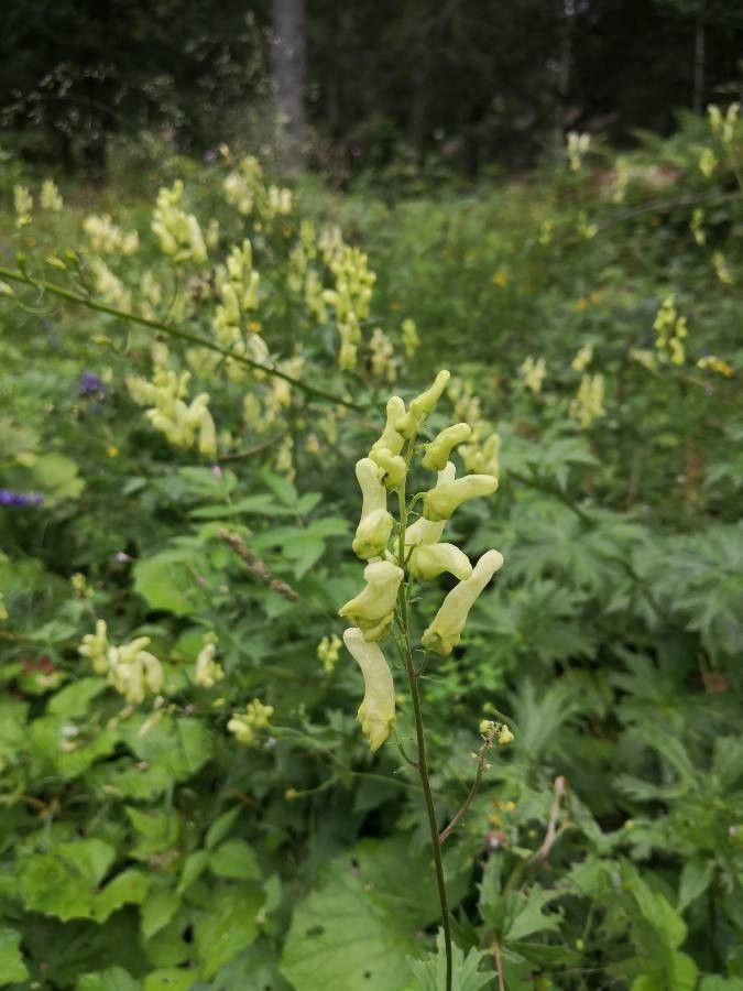 Aconitum lycoctonum flower