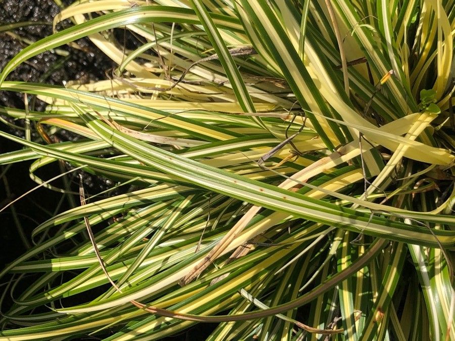 Carex oshimensis leaf