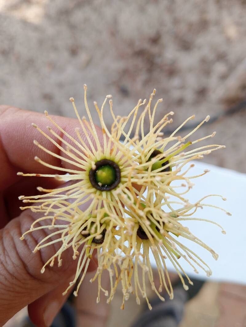 Eucalyptus occidentalis flower
